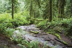 1187 River In Forest